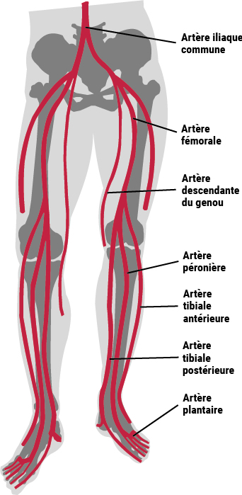 Vaisseaux membre inférieur