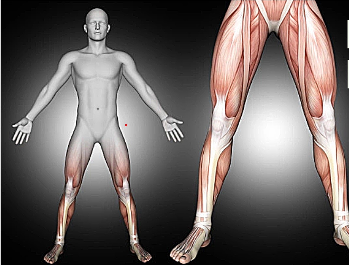 Muscles membre inférieur