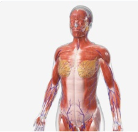 Anatomie générale