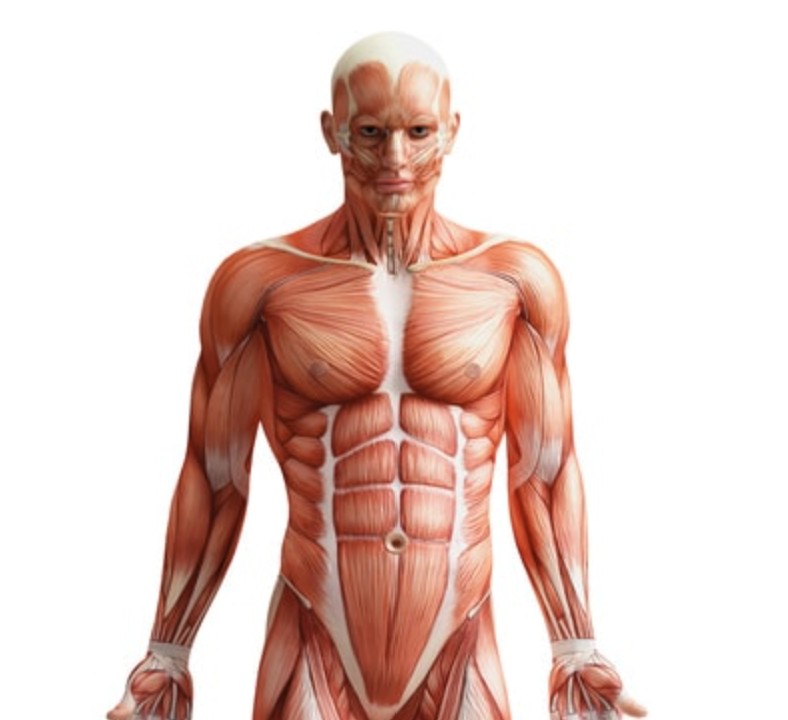 Muscles membre supérieur